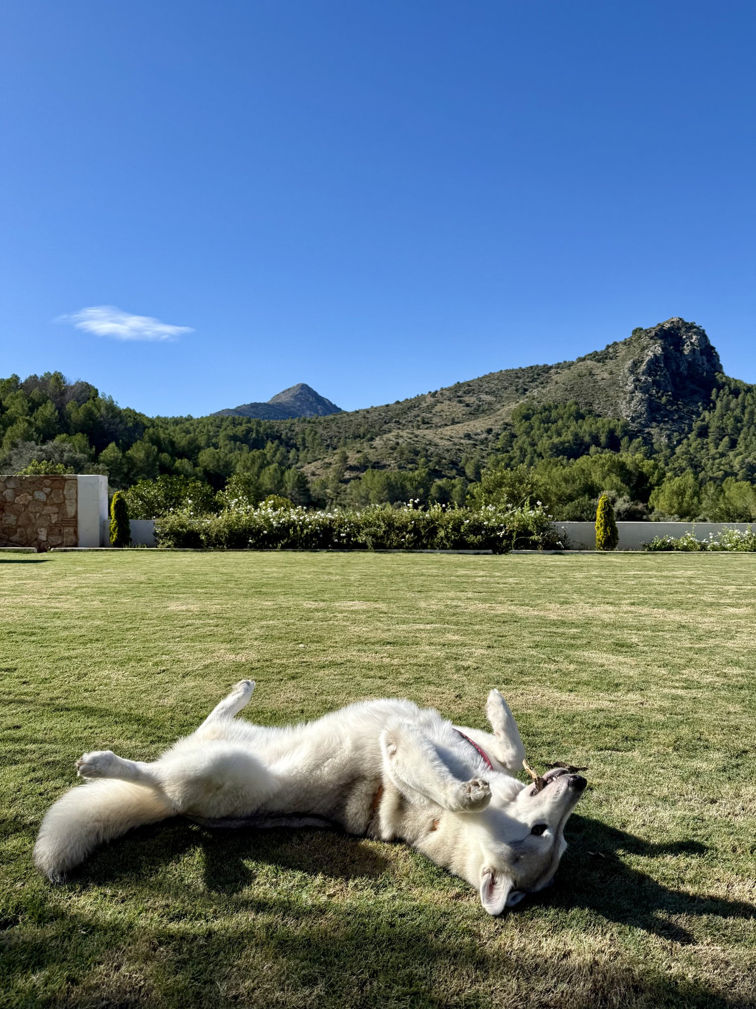 Dakota dando la bienvenida en Racó del Pastor